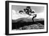 Colorado - Longs Peak from the Lone Pine on High Drive-Lantern Press-Framed Art Print