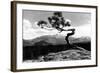 Colorado - Longs Peak from the Lone Pine on High Drive-Lantern Press-Framed Art Print
