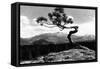 Colorado - Longs Peak from the Lone Pine on High Drive-Lantern Press-Framed Stretched Canvas