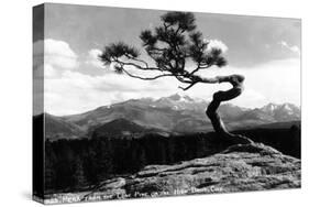 Colorado - Longs Peak from the Lone Pine on High Drive-Lantern Press-Stretched Canvas