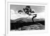 Colorado - Longs Peak from the Lone Pine on High Drive-Lantern Press-Framed Art Print