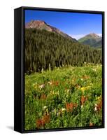 Colorado, Maroon Bells-Snowmass Wilderness. Wildflowers in Meadow-Steve Terrill-Framed Stretched Canvas