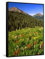 Colorado, Maroon Bells-Snowmass Wilderness. Wildflowers in Meadow-Steve Terrill-Framed Stretched Canvas