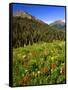 Colorado, Maroon Bells-Snowmass Wilderness. Wildflowers in Meadow-Steve Terrill-Framed Stretched Canvas