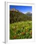 Colorado, Maroon Bells-Snowmass Wilderness. Wildflowers in Meadow-Steve Terrill-Framed Photographic Print