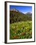 Colorado, Maroon Bells-Snowmass Wilderness. Wildflowers in Meadow-Steve Terrill-Framed Photographic Print