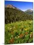 Colorado, Maroon Bells-Snowmass Wilderness. Wildflowers in Meadow-Steve Terrill-Mounted Photographic Print