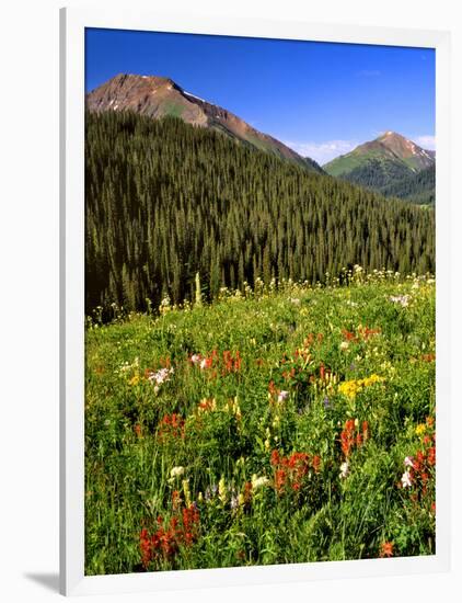 Colorado, Maroon Bells-Snowmass Wilderness. Wildflowers in Meadow-Steve Terrill-Framed Photographic Print