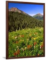 Colorado, Maroon Bells-Snowmass Wilderness. Wildflowers in Meadow-Steve Terrill-Framed Photographic Print