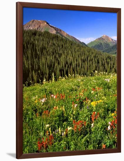 Colorado, Maroon Bells-Snowmass Wilderness. Wildflowers in Meadow-Steve Terrill-Framed Photographic Print