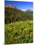 Colorado, Maroon Bells-Snowmass Wilderness. Wildflowers in Meadow-Steve Terrill-Mounted Photographic Print