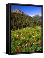 Colorado, Maroon Bells-Snowmass Wilderness. Wildflowers in Meadow-Steve Terrill-Framed Stretched Canvas