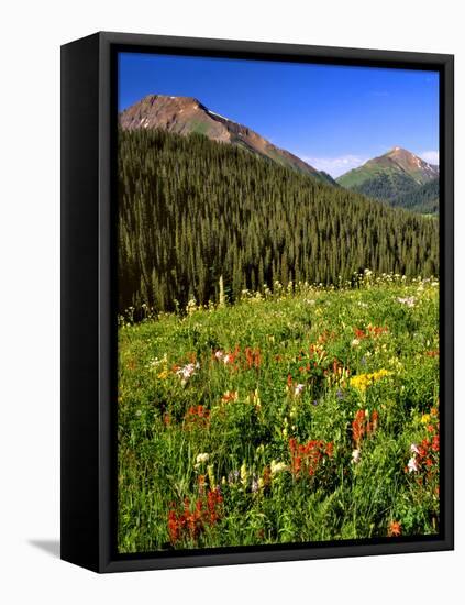 Colorado, Maroon Bells-Snowmass Wilderness. Wildflowers in Meadow-Steve Terrill-Framed Stretched Canvas