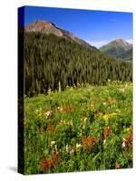 Colorado, Maroon Bells-Snowmass Wilderness. Wildflowers in Meadow-Steve Terrill-Stretched Canvas