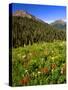 Colorado, Maroon Bells-Snowmass Wilderness. Wildflowers in Meadow-Steve Terrill-Stretched Canvas