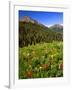 Colorado, Maroon Bells-Snowmass Wilderness. Wildflowers in Meadow-Steve Terrill-Framed Photographic Print