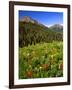 Colorado, Maroon Bells-Snowmass Wilderness. Wildflowers in Meadow-Steve Terrill-Framed Photographic Print