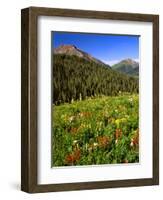 Colorado, Maroon Bells-Snowmass Wilderness. Wildflowers in Meadow-Steve Terrill-Framed Photographic Print