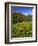 Colorado, Maroon Bells-Snowmass Wilderness. Wildflowers in Meadow-Steve Terrill-Framed Photographic Print