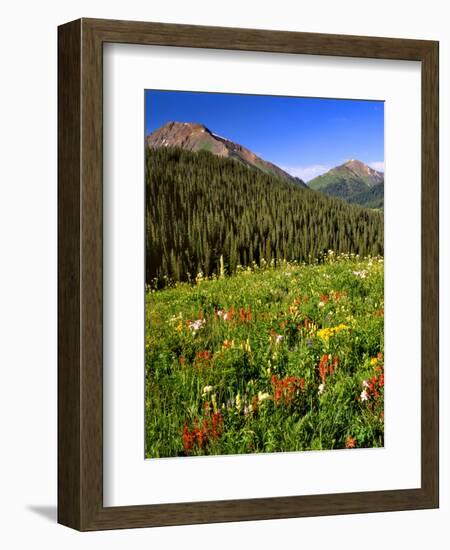 Colorado, Maroon Bells-Snowmass Wilderness. Wildflowers in Meadow-Steve Terrill-Framed Photographic Print