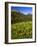 Colorado, Maroon Bells-Snowmass Wilderness. Wildflowers in Meadow-Steve Terrill-Framed Photographic Print