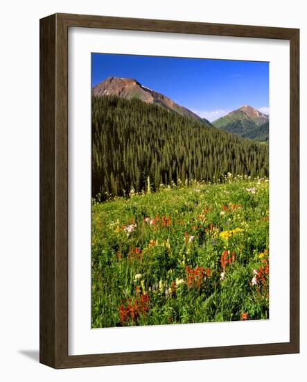 Colorado, Maroon Bells-Snowmass Wilderness. Wildflowers in Meadow-Steve Terrill-Framed Photographic Print