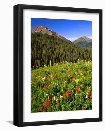 Colorado, Maroon Bells-Snowmass Wilderness. Wildflowers in Meadow-Steve Terrill-Framed Photographic Print