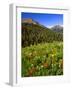 Colorado, Maroon Bells-Snowmass Wilderness. Wildflowers in Meadow-Steve Terrill-Framed Photographic Print