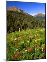 Colorado, Maroon Bells-Snowmass Wilderness. Wildflowers in Meadow-Steve Terrill-Mounted Photographic Print