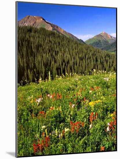 Colorado, Maroon Bells-Snowmass Wilderness. Wildflowers in Meadow-Steve Terrill-Mounted Photographic Print