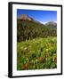 Colorado, Maroon Bells-Snowmass Wilderness. Wildflowers in Meadow-Steve Terrill-Framed Premium Photographic Print