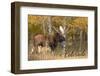 Colorado - Moose - Lantern Press Photography (James T. Jones)-Lantern Press-Framed Photographic Print