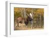 Colorado - Moose - Lantern Press Photography (James T. Jones)-Lantern Press-Framed Photographic Print