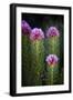 Colorado, Mt. Evans. Close-Up of Queen's Crown Flowers-Jaynes Gallery-Framed Photographic Print
