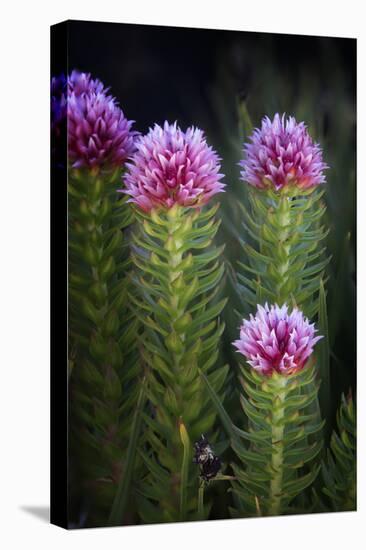 Colorado, Mt. Evans. Close-Up of Queen's Crown Flowers-Jaynes Gallery-Stretched Canvas