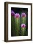 Colorado, Mt. Evans. Close-Up of Queen's Crown Flowers-Jaynes Gallery-Framed Photographic Print