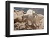 Colorado, Mt. Evans. Mountain Goat Kids Playing-Jaynes Gallery-Framed Premium Photographic Print