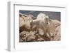 Colorado, Mt. Evans. Mountain Goat Kids Playing-Jaynes Gallery-Framed Premium Photographic Print