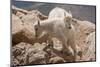 Colorado, Mt. Evans. Mountain Goat Kids Playing-Jaynes Gallery-Mounted Premium Photographic Print