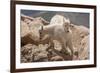 Colorado, Mt. Evans. Mountain Goat Kids Playing-Jaynes Gallery-Framed Photographic Print