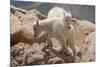 Colorado, Mt. Evans. Mountain Goat Kids Playing-Jaynes Gallery-Mounted Photographic Print