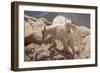 Colorado, Mt. Evans. Mountain Goat Kids Playing-Jaynes Gallery-Framed Photographic Print