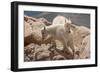 Colorado, Mt. Evans. Mountain Goat Kids Playing-Jaynes Gallery-Framed Photographic Print