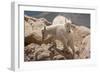 Colorado, Mt. Evans. Mountain Goat Kids Playing-Jaynes Gallery-Framed Photographic Print