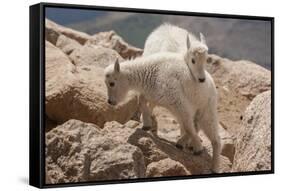 Colorado, Mt. Evans. Mountain Goat Kids Playing-Jaynes Gallery-Framed Stretched Canvas