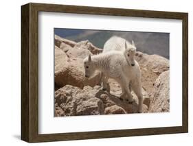 Colorado, Mt. Evans. Mountain Goat Kids Playing-Jaynes Gallery-Framed Photographic Print