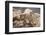 Colorado, Mt. Evans. Mountain Goat Kids Playing-Jaynes Gallery-Framed Photographic Print