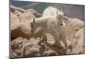 Colorado, Mt. Evans. Mountain Goat Kids Playing-Jaynes Gallery-Mounted Photographic Print