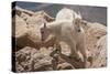 Colorado, Mt. Evans. Mountain Goat Kids Playing-Jaynes Gallery-Stretched Canvas