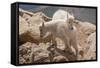 Colorado, Mt. Evans. Mountain Goat Kids Playing-Jaynes Gallery-Framed Stretched Canvas